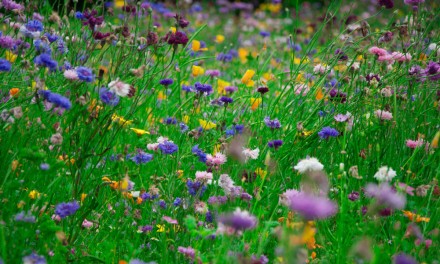 Get greener landscapes with an Elements adjustment layer