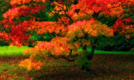 Give your landscapes a mystic glow with the Color Efex Pro Glamour Glow effect