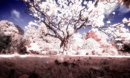 Create spectacular landscapes with the Color Efex Pro Infrared Film effect