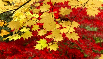 Improve autumn colours with Google’s Contrast Colour Range filter