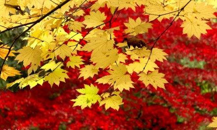 Improve autumn colours with Google’s Contrast Colour Range filter