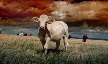 Top 10 graduated filter tips